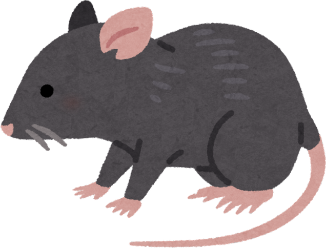 Illustration of a Black Rat