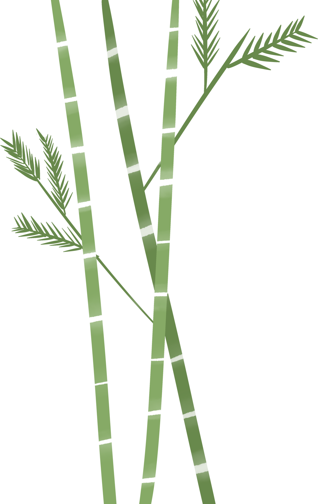 Green bamboo tree with leaf