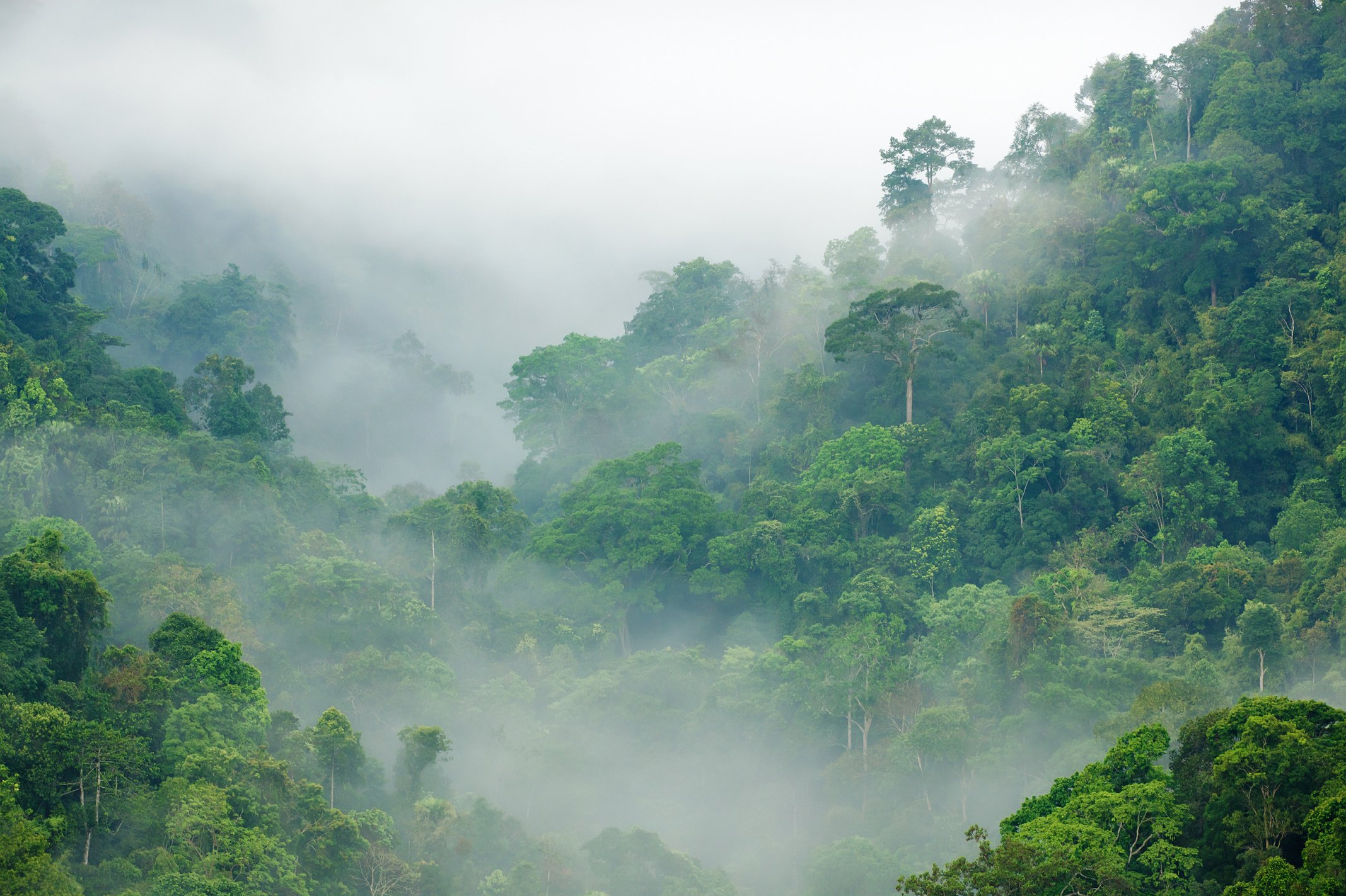 Rainforest Morning Fog