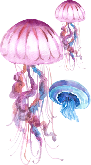 Jellyfish Watercolor Illustration 