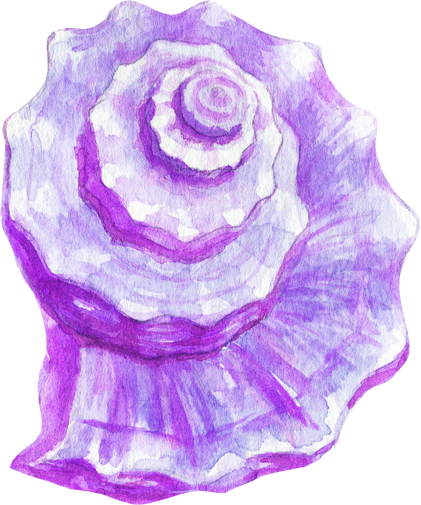 Watercolor Shell