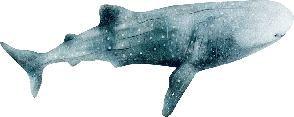 Whale shark illustration watercolor. Ocean creature